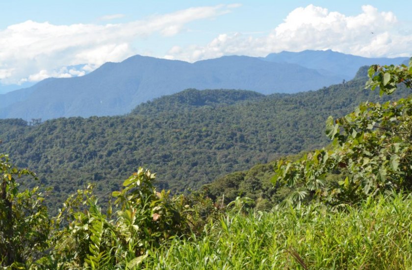 Image Not Found On Media Library